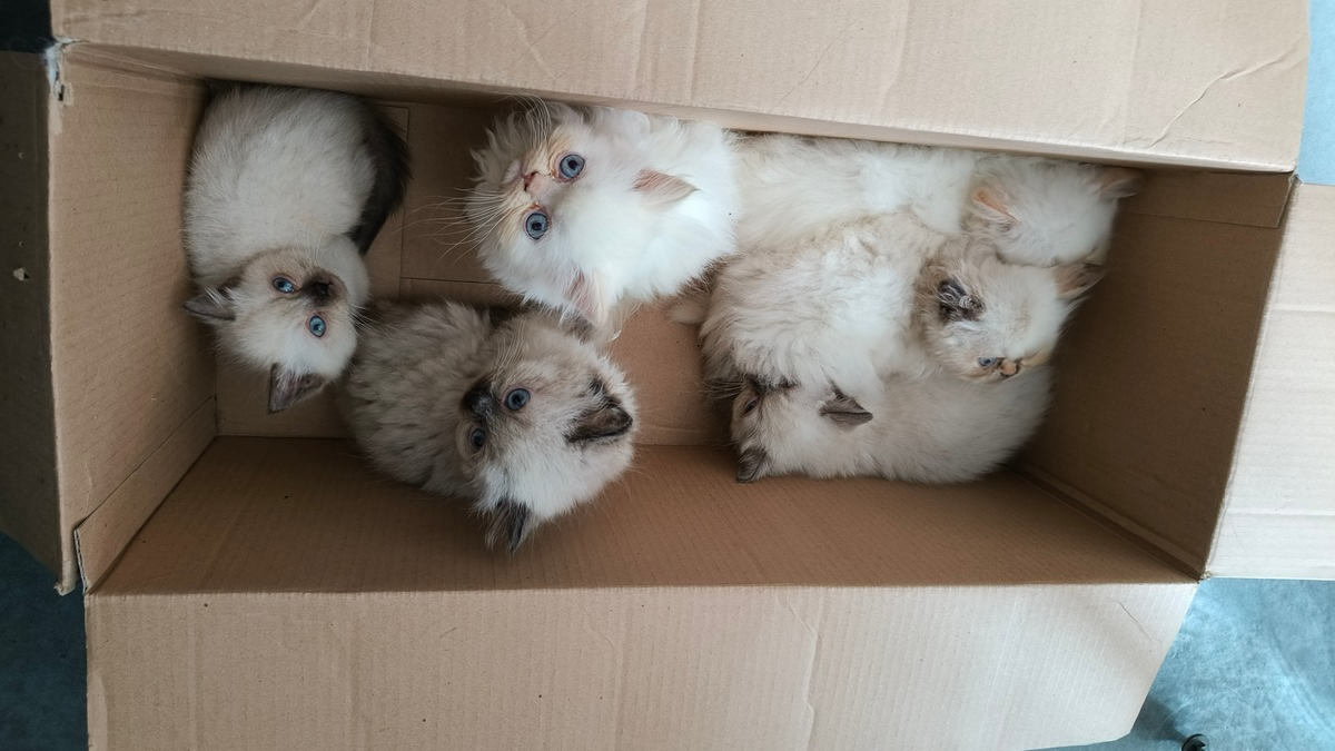 POL-OS: Osnabrück: Polizei stoppt illegalen Tiertransport - sechs Babiekatzen gerettet - Foto: presseportal.de