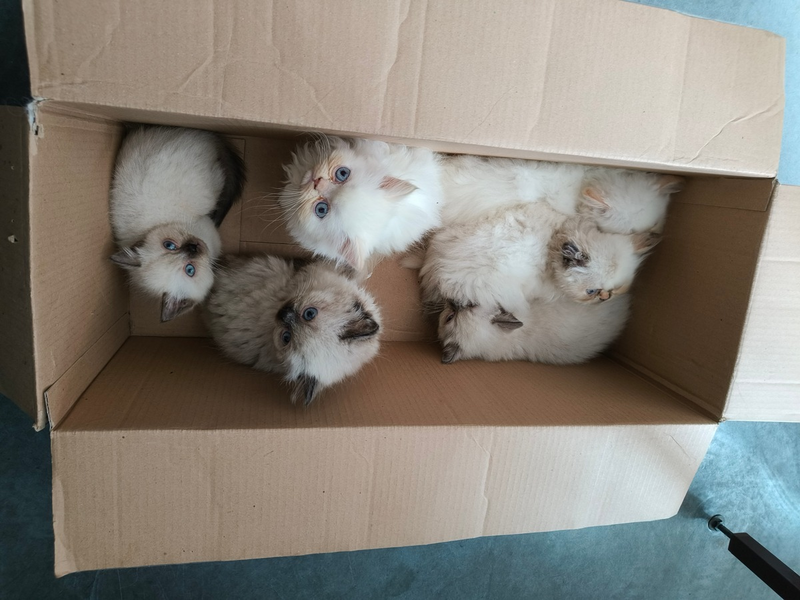 POL-OS: Osnabrück: Polizei stoppt illegalen Tiertransport - sechs Babiekatzen gerettet - Foto: presseportal.de