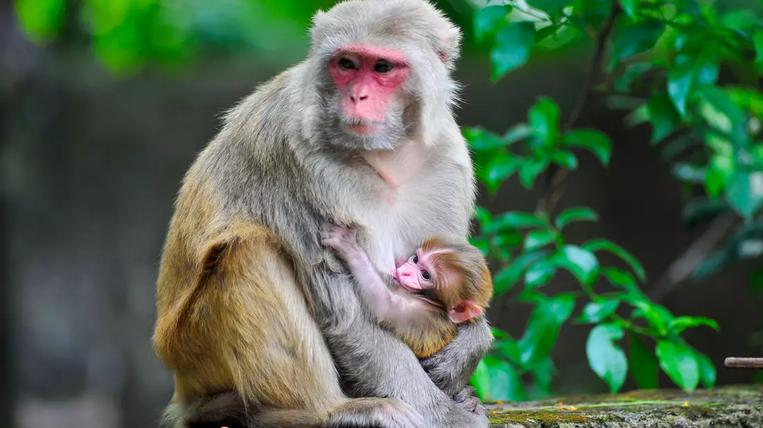 Ein Rhesusaffen-Baby ist im Arm seiner Mutter. - Bild: Md Rafayat Haque Khan/ZUMA Press Wire/dpa
