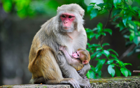 Ein Rhesusaffen-Baby ist im Arm seiner Mutter. - Foto: Md Rafayat Haque Khan/ZUMA Press Wire/dpa