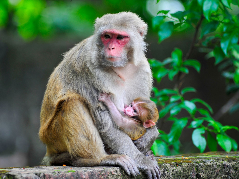 Ein Rhesusaffen-Baby ist im Arm seiner Mutter. - Foto: Md Rafayat Haque Khan/ZUMA Press Wire/dpa