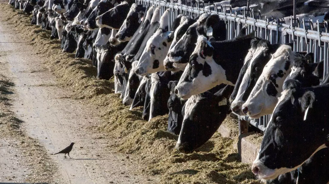 Milchkühe können über die Zitzen mit dem Vogelgrippe-Erreger infiziert werden. - Bild: Rodrigo Abd/AP/dpa