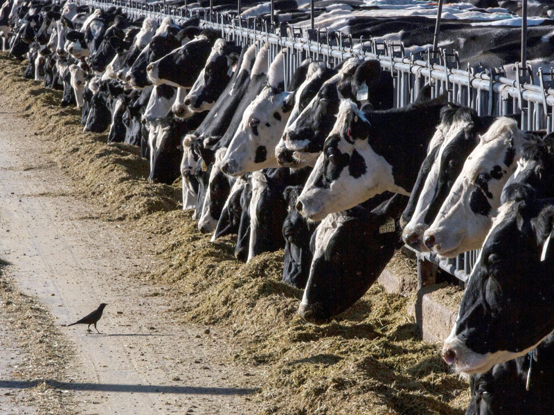Milchkühe können über die Zitzen mit dem Vogelgrippe-Erreger infiziert werden. - Foto: Rodrigo Abd/AP/dpa