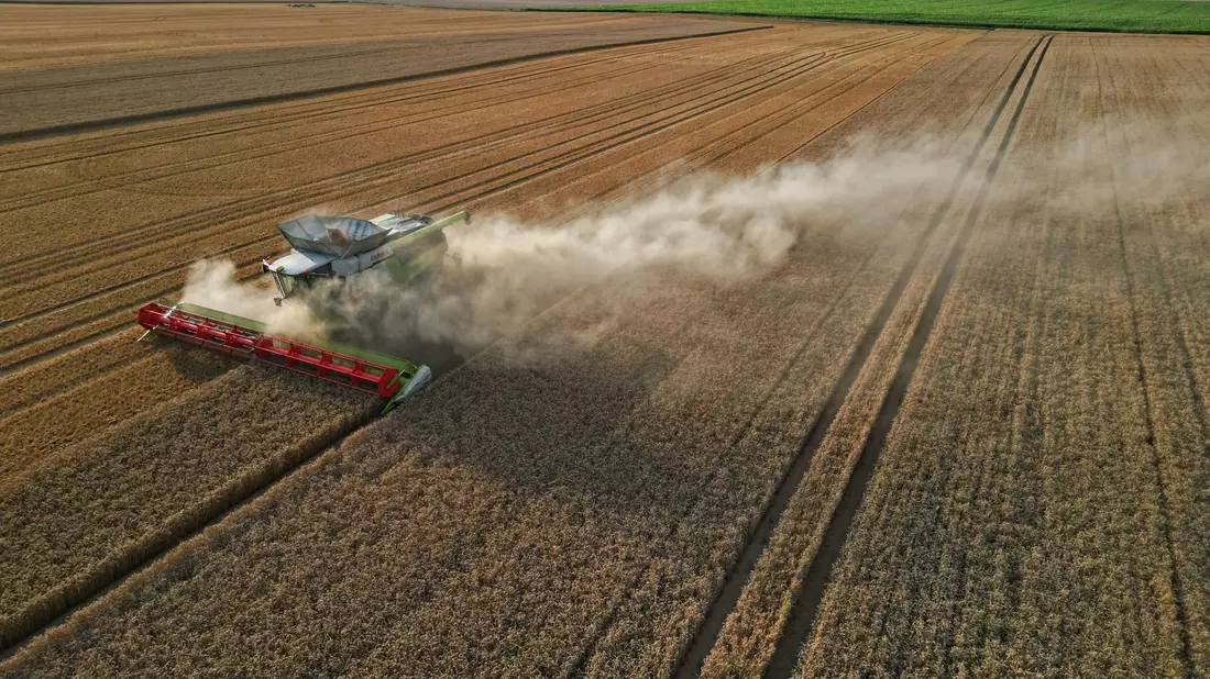 Eine Prognose für die Ernte 2024 in Deutschland will der Verband beim Ernteauftakt am 1. Juli vorstellen. - Bild: Matthias Bein/dpa