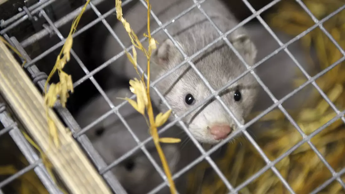 Nerze sind anfällig für die Vogelgrippe. (Archivbild) - Bild: Milla Takala/Lehtikuva/dpa