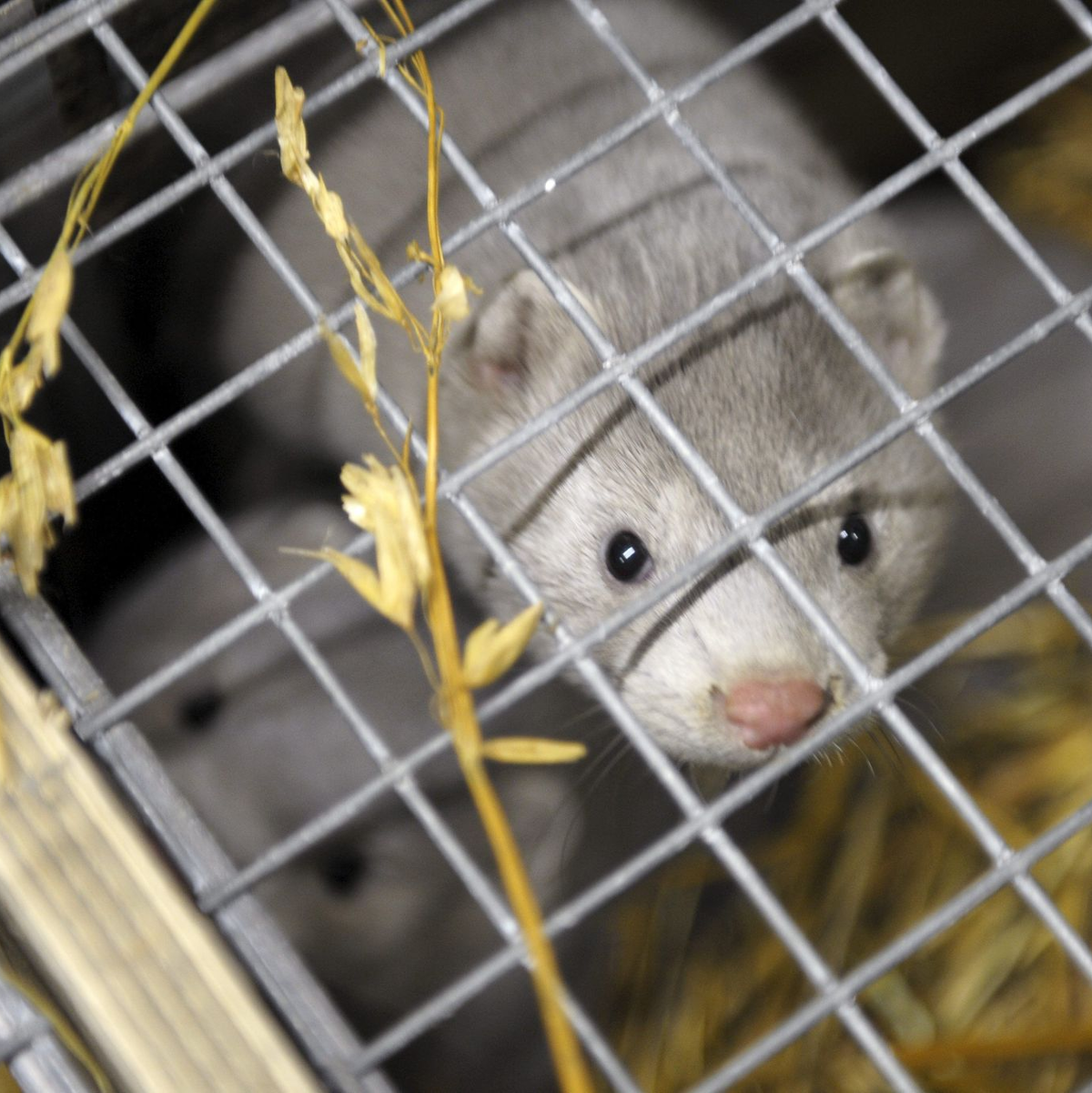 Auch Nerze können sich mit dem Vogelgrippevirus infizerien. - Foto: Milla Takala/Lehtikuva/dpa