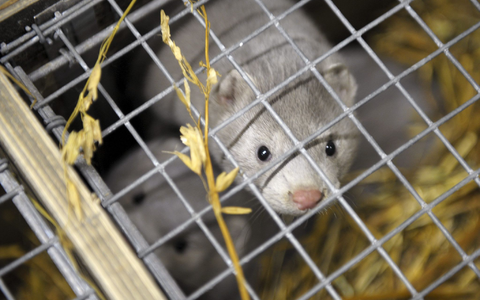 Das Vogelgrippe-Virus übertragt sich auch auf andere Tiere. - Foto: Milla Takala/Lehtikuva/dpa