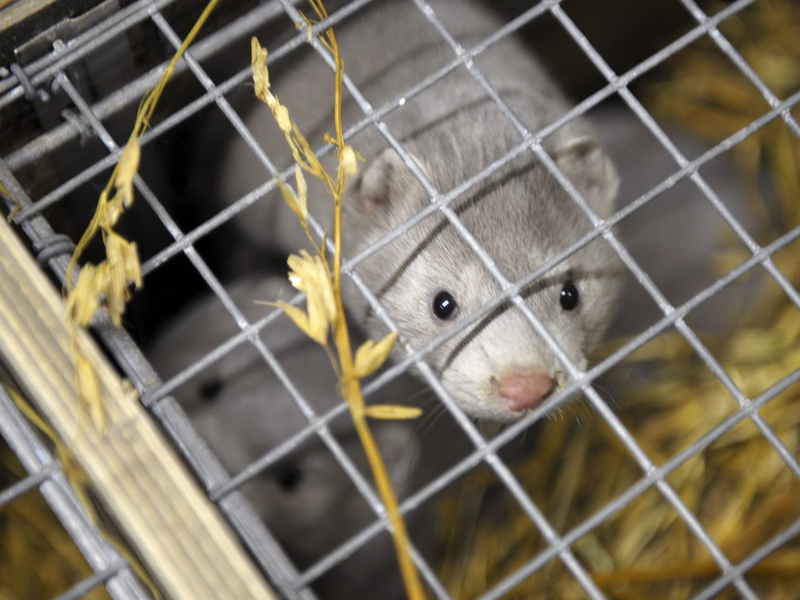 Das Vogelgrippe-Virus übertragt sich auch auf andere Tiere. - Foto: Milla Takala/Lehtikuva/dpa