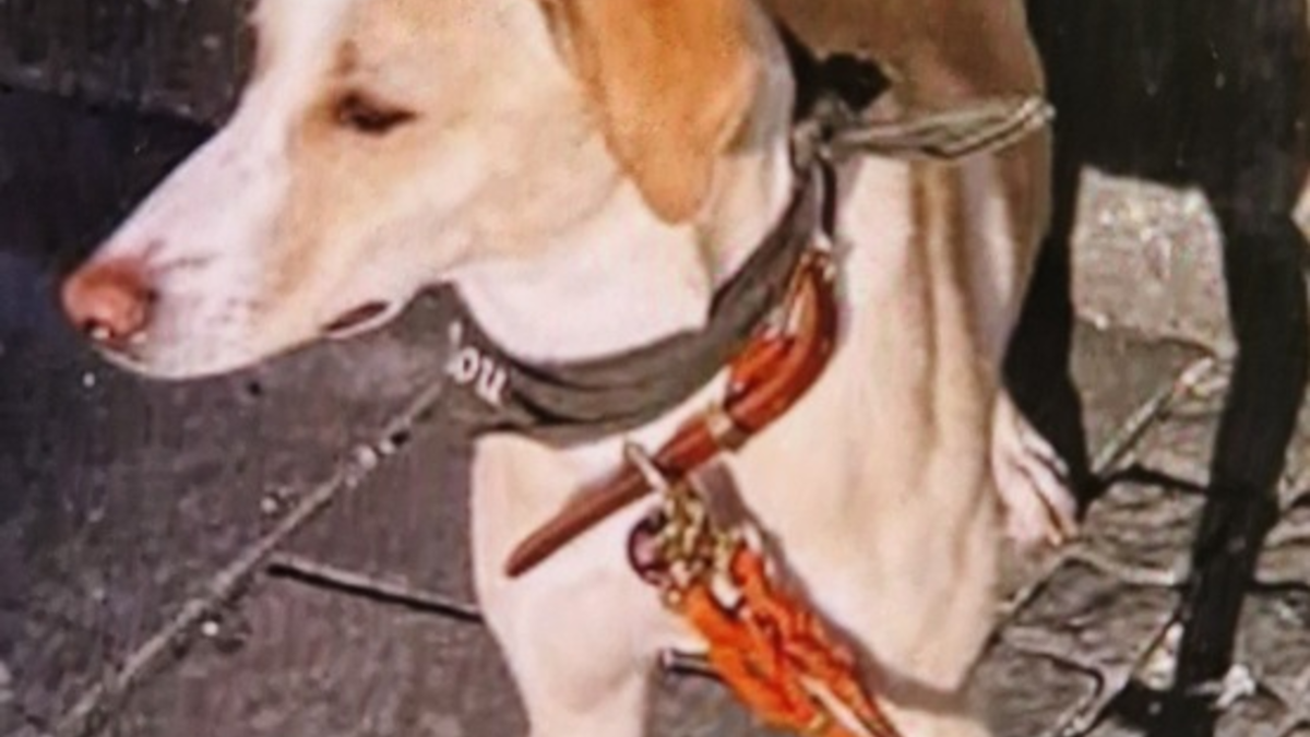 POL-OH: Vermisste Hündin 