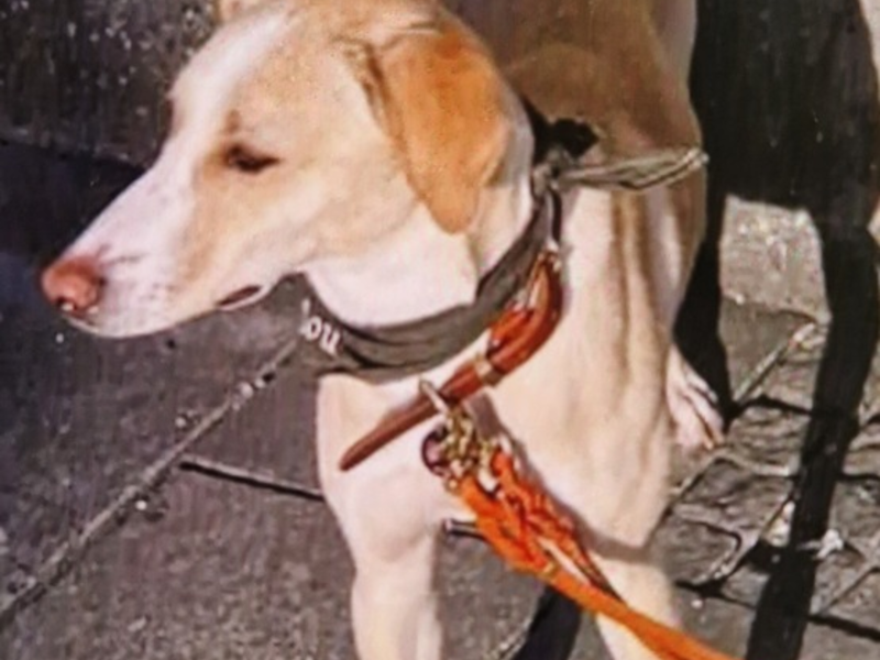 POL-OH: Vermisste Hündin Malu wohlbehalten aufgefunden - Foto: presseportal.de