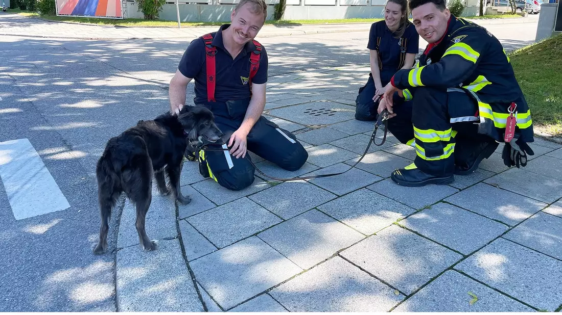 FW-M: Hund aus geparktem Auto gerettet (Bogenhausen) - Bild: presseportal.de