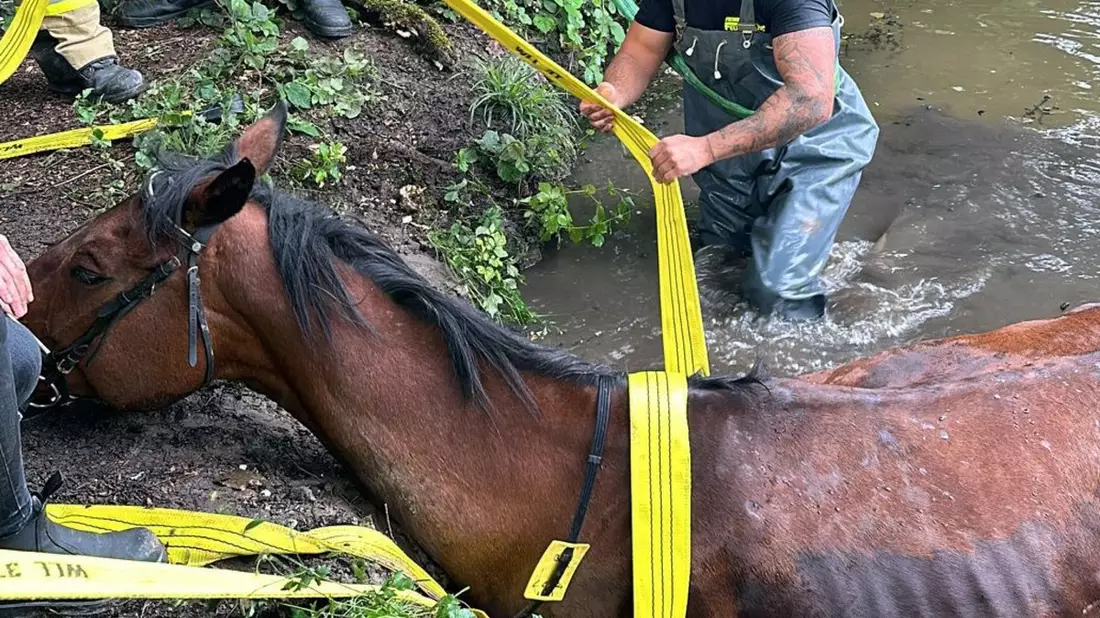 FW Rheurdt: Pferderettung mit Happy End: Feuerwehr befreit Showtime aus Wasser - Bild: presseportal.de