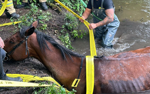 FW Rheurdt: Pferderettung mit Happy End: Feuerwehr befreit Showtime aus Wasser - Foto: presseportal.de
