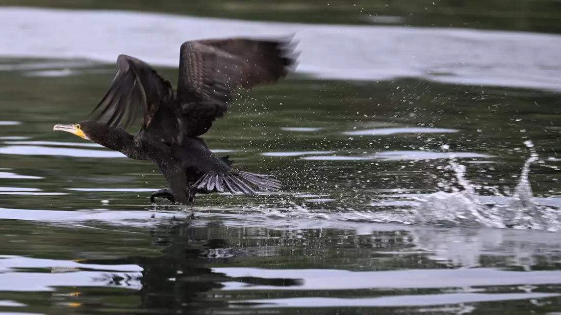 Gut ein halbes Kilo Fisch kann der Kormoran laut Experten am Tag verspeisen. - Bild: Felix Kästle/dpa