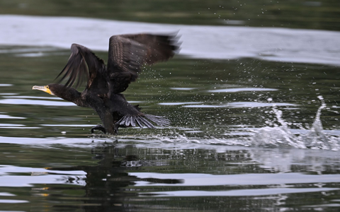 Gut ein halbes Kilo Fisch kann der Kormoran laut Experten am Tag verspeisen. - Foto: Felix Kästle/dpa