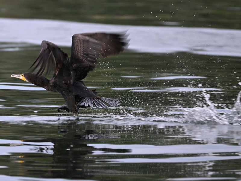 Gut ein halbes Kilo Fisch kann der Kormoran laut Experten am Tag verspeisen. - Foto: Felix Kästle/dpa