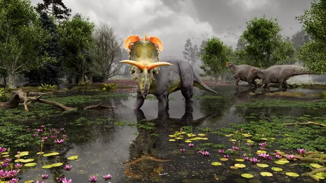 Der Dinosaurier mit seinen auffälligen Hörnern soll vor 78 Millionen Jahren durch Nordamerika gestreift sein. - Bild: Fabrizio Lavezzi/Evolutionsmusee/Colorado State University/dpa