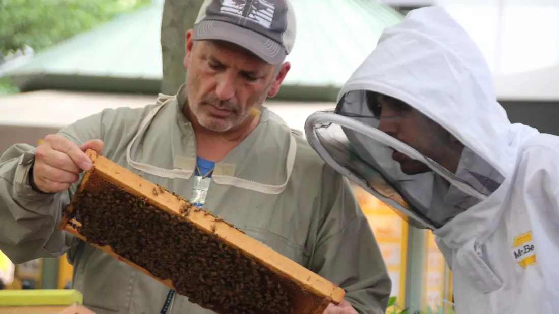 Imker Andrew Coté (l.) checkt gemeinsam mit einem Helfer die Bienenstöcke im New Yorker Bryant Park. Imkern in New York wird immer beliebter. - Bild: Christina Horsten/dpa