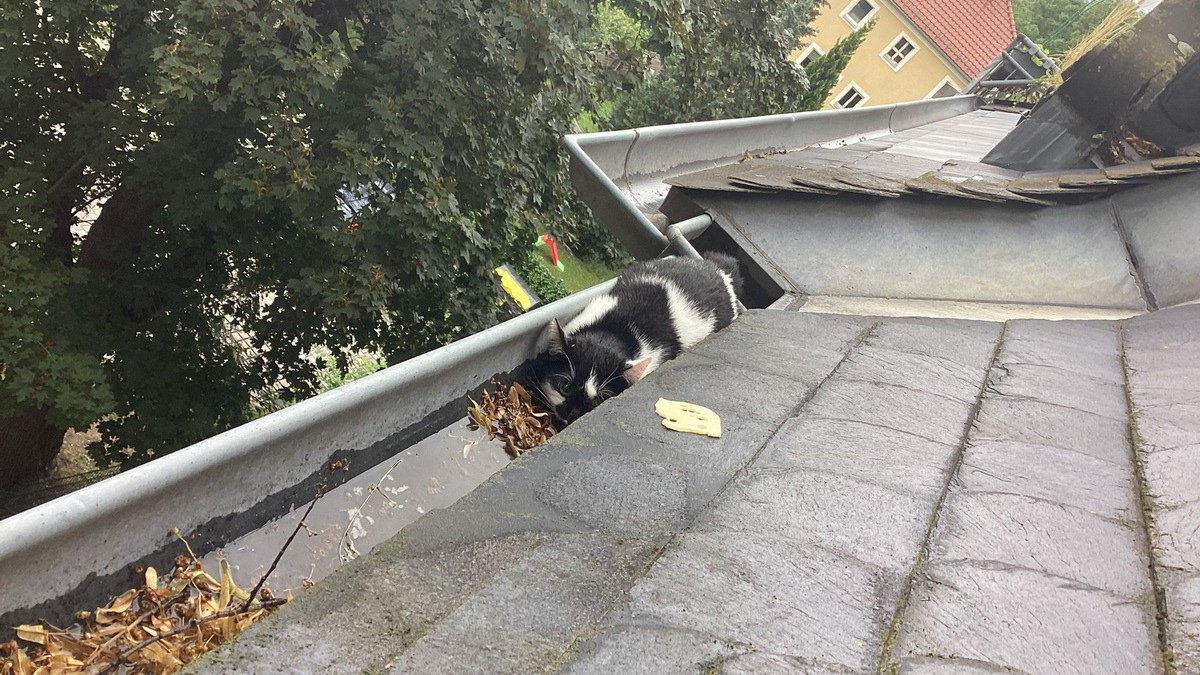 FW Dresden: Informationen zum Einsatzgeschehen von Feuerwehr und Rettungsdienst in der Landeshauptstadt Dresden vom 22. Juni 2024 - Foto: presseportal.de