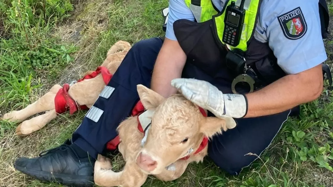 POL-DO: Ein Kalb auf der A44: Autobahnpolizei nimmt Tier im Streifenwagen mit - Bild: presseportal.de