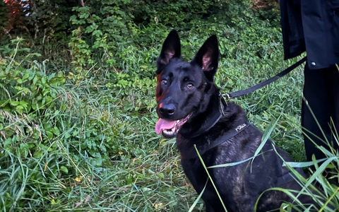 POL-DU: Overbruch: Polizeihund Cooper findet mutmaßlichen Einbrecher - Foto: presseportal.de
