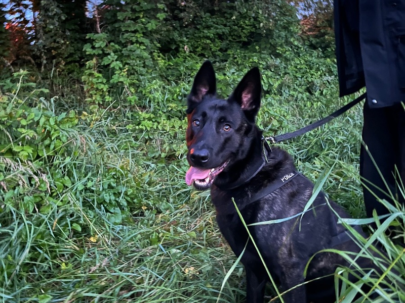POL-DU: Overbruch: Polizeihund Cooper findet mutmaßlichen Einbrecher - Foto: presseportal.de