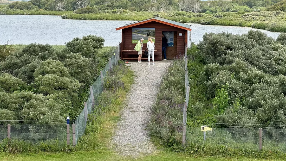 Im Vogelschutzgebiet Südstrandpolder auf Norderney hat eine Wildtierkamera einen Wolf fotografiert. - Bild: Volker Bartels/dpa