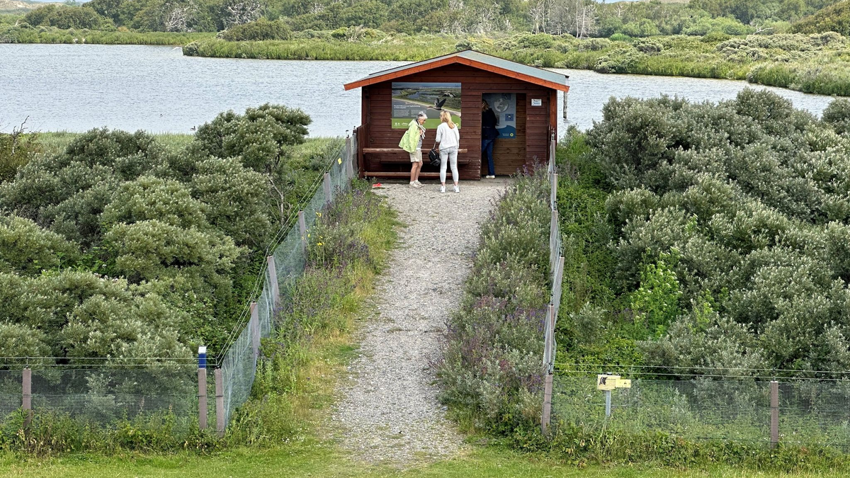 Im Vogelschutzgebiet Südstrandpolder auf Norderney hat eine Wildtierkamera einen Wolf fotografiert. - Foto: Volker Bartels/dpa