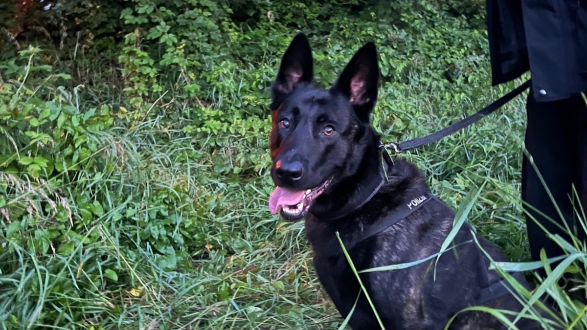 POL-WES: Duisburg - Overbruch: Polizeihund Cooper findet mutmaßlichen Einbrecher - Foto: presseportal.de