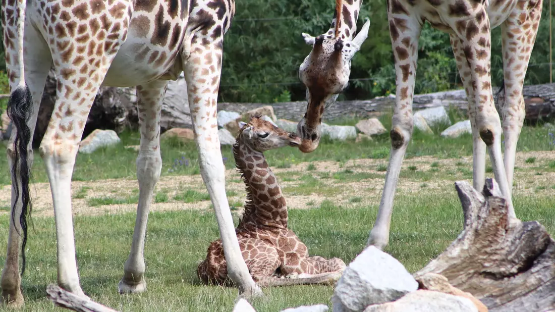 Ein Giraffen-Jungtier in einem Gehege des Berliner Tierparks. - Bild: Tierpark Berlin/dpa