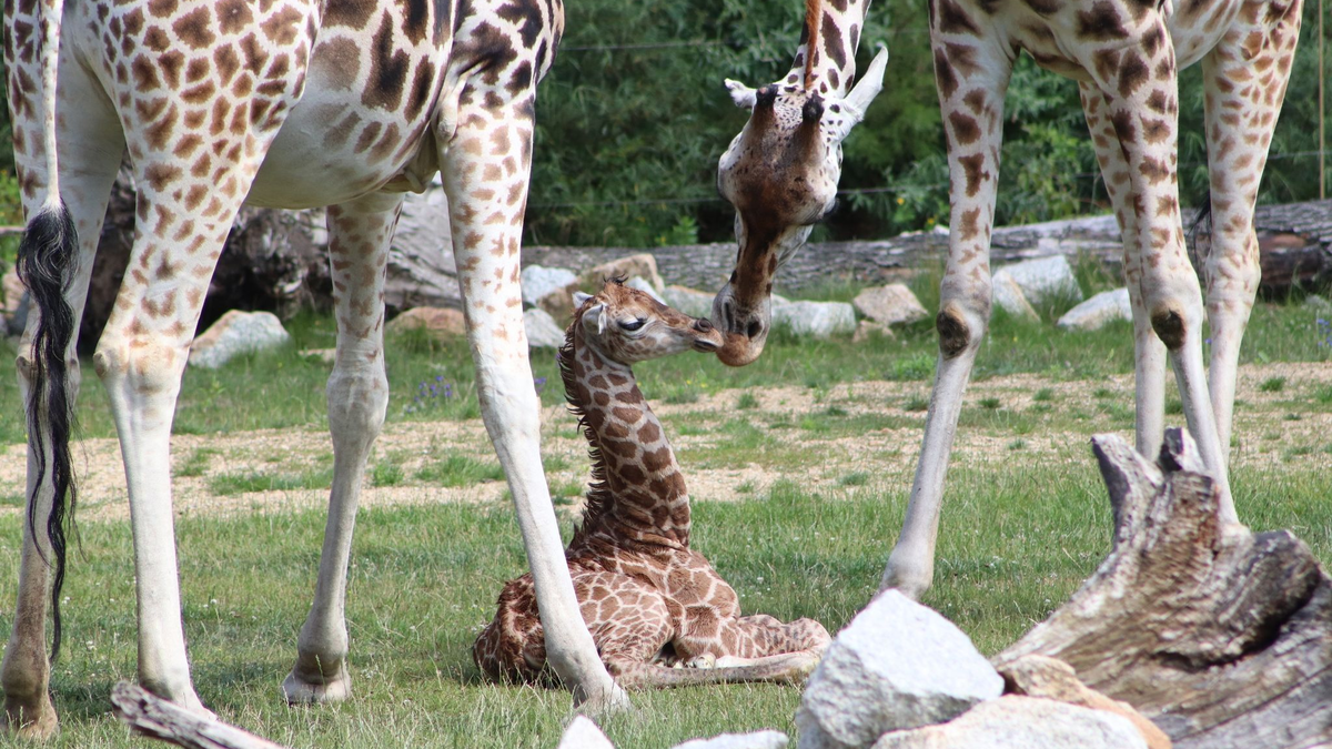 Ein Giraffen-Jungtier in einem Gehege des Berliner Tierparks. - Foto: Tierpark Berlin/dpa