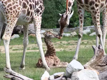 Ein Giraffen-Jungtier in einem Gehege des Berliner Tierparks. - Foto: Tierpark Berlin/dpa