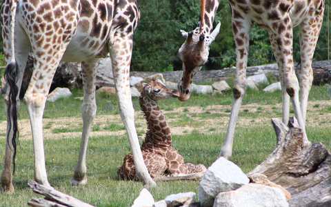 Ein Giraffen-Jungtier in einem Gehege des Berliner Tierparks. - Foto: Tierpark Berlin/dpa