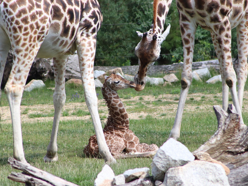Ein Giraffen-Jungtier in einem Gehege des Berliner Tierparks. - Foto: Tierpark Berlin/dpa