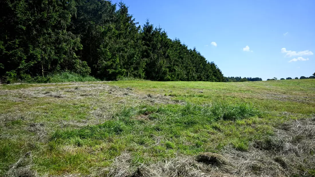 Eine teilweise abgemähte Wiese am Fundort einer Kinderleiche im Landkreis Stade. - Bild: Sina Schuldt/dpa