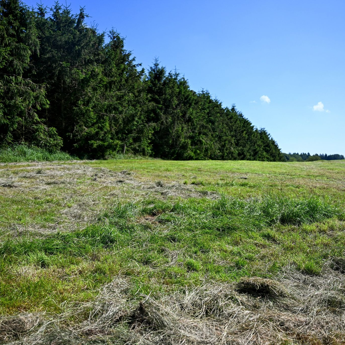Eine teilweise abgemähte Wiese am Fundort einer Kinderleiche im Landkreis Stade. - Foto: Sina Schuldt/dpa
