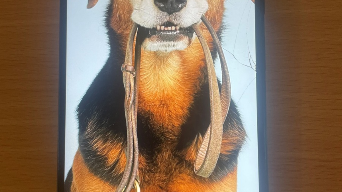 POL-WL: Mutmaßlich gestohlene Smartphones sichergestellt - Polizei sucht Eigentümer - Foto: presseportal.de