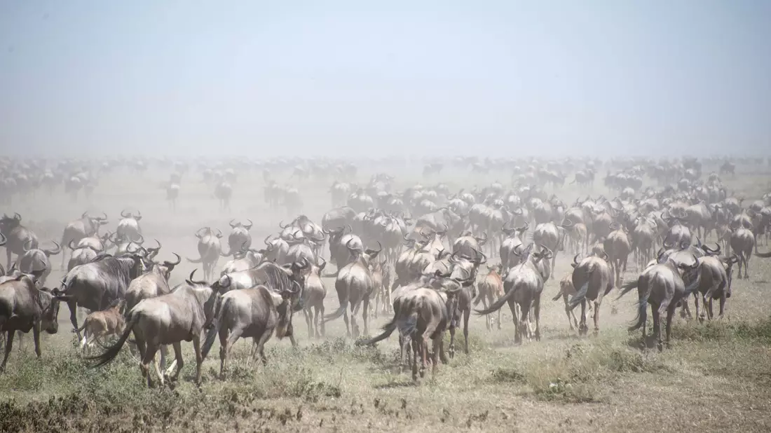 Tausende Gnus im Serengeti Park (Archivbild). - Bild: Gioia Forster/dpa