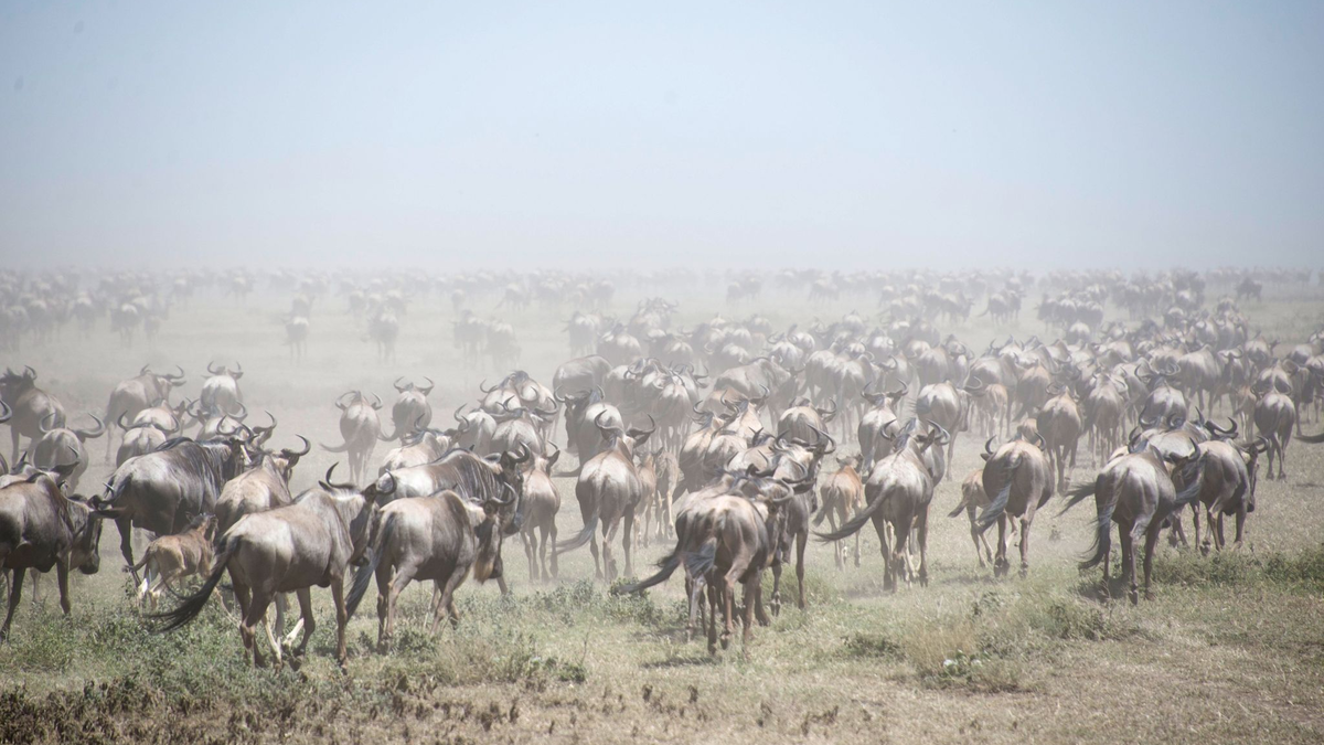 Auf der Suche nach Nahrung wandern Gnus Tausende Kilometer weit. (Archivfoto) - Foto: Gioia Forster/dpa