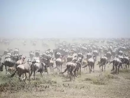 Auf der Suche nach Nahrung wandern Gnus Tausende Kilometer weit. (Archivfoto) - Foto: Gioia Forster/dpa