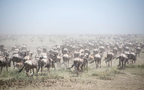 Tausende Gnus im Serengeti Park (Archivbild). - Foto: Gioia Forster/dpa