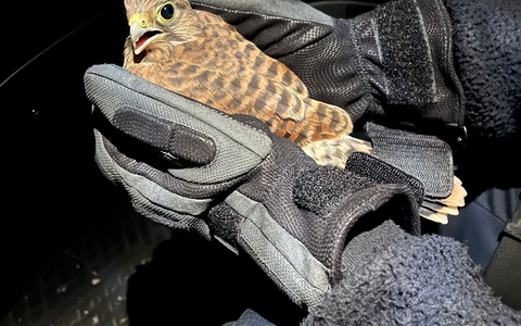 POL-OH: Ein gefiedertes Findelkind beim Polizeiposten Schotten - Foto: presseportal.de