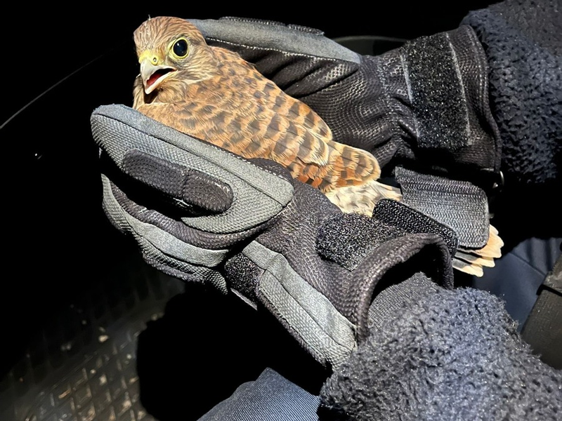 POL-OH: Ein gefiedertes Findelkind beim Polizeiposten Schotten - Foto: presseportal.de