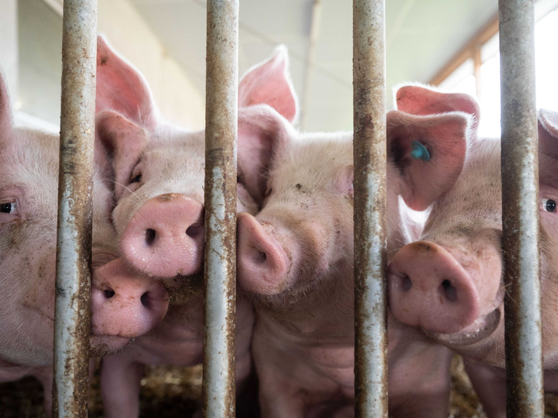Schweine in einem Schweinestall im baden-württembergischen Böhmenkirch. Die Haltung von Nutztieren geht in Deutschland kontinuierlich zurück. - Foto: Marijan Murat/dpa