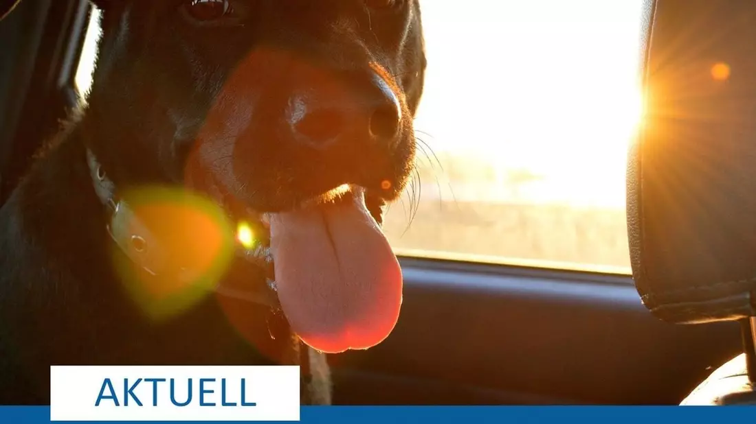 POL-ME: Hund in überhitztem Auto zurückgelassen: Polizei leitet Verfahren ein - Velbert - 2406095 - Bild: presseportal.de