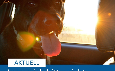 POL-ME: Hund in überhitztem Auto zurückgelassen: Polizei leitet Verfahren ein - Velbert - 2406095 - Foto: presseportal.de