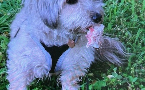 POL-PDLD: Wörth - Wolke im siebten Himmel - Foto: presseportal.de