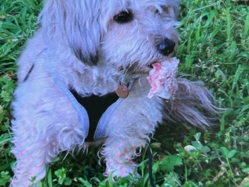 POL-PDLD: Wörth - Wolke im siebten Himmel - Foto: presseportal.de