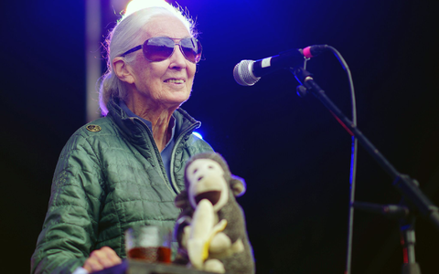Jane Goodall auf der Greenpeace-Bühne beim Glastonbury Festival in Worthy Farm. - Foto: Ben Birchall/PA Wire/dpa