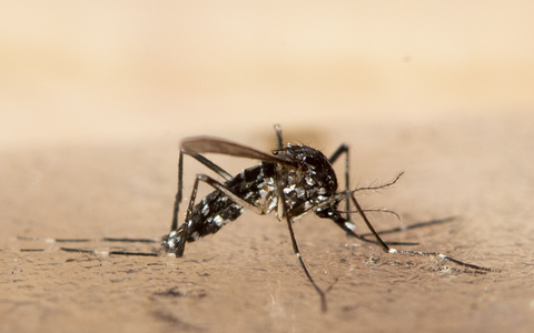 Im Zuge des Klimawandels haben sich nach Expertenangaben auch in Deutschland Populationen der Asiatischen Tigermücke etabliert. - Foto: Ennio Leanza/KEYSTONE/dpa